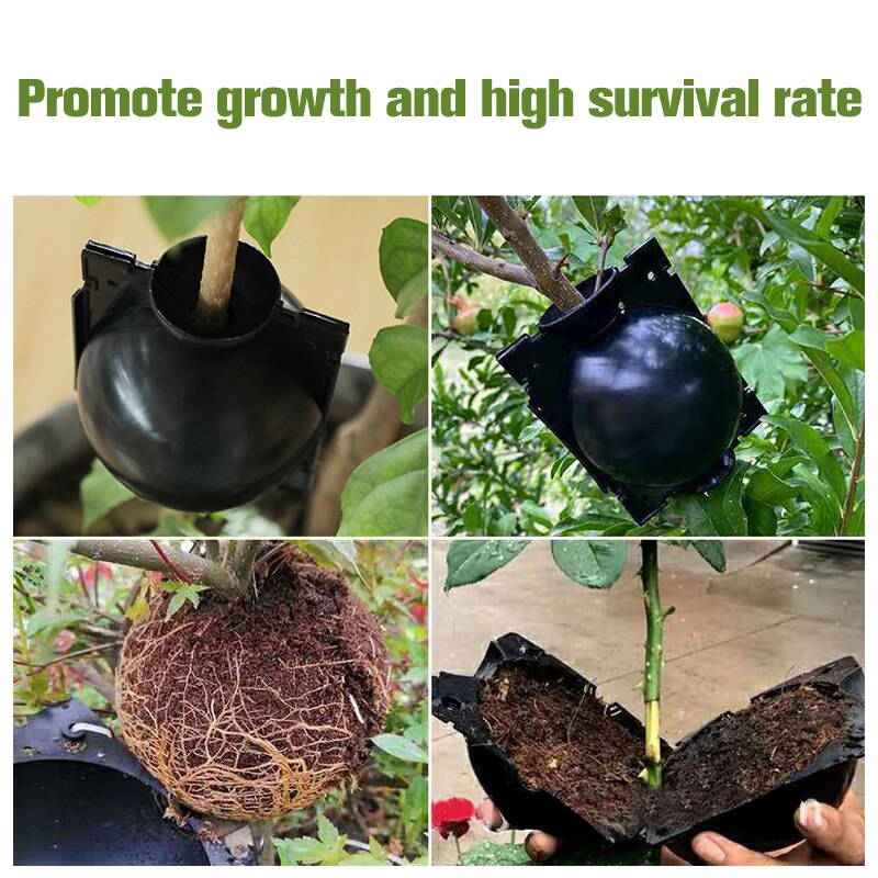 Plant Propagation Balls for Quick Cloning