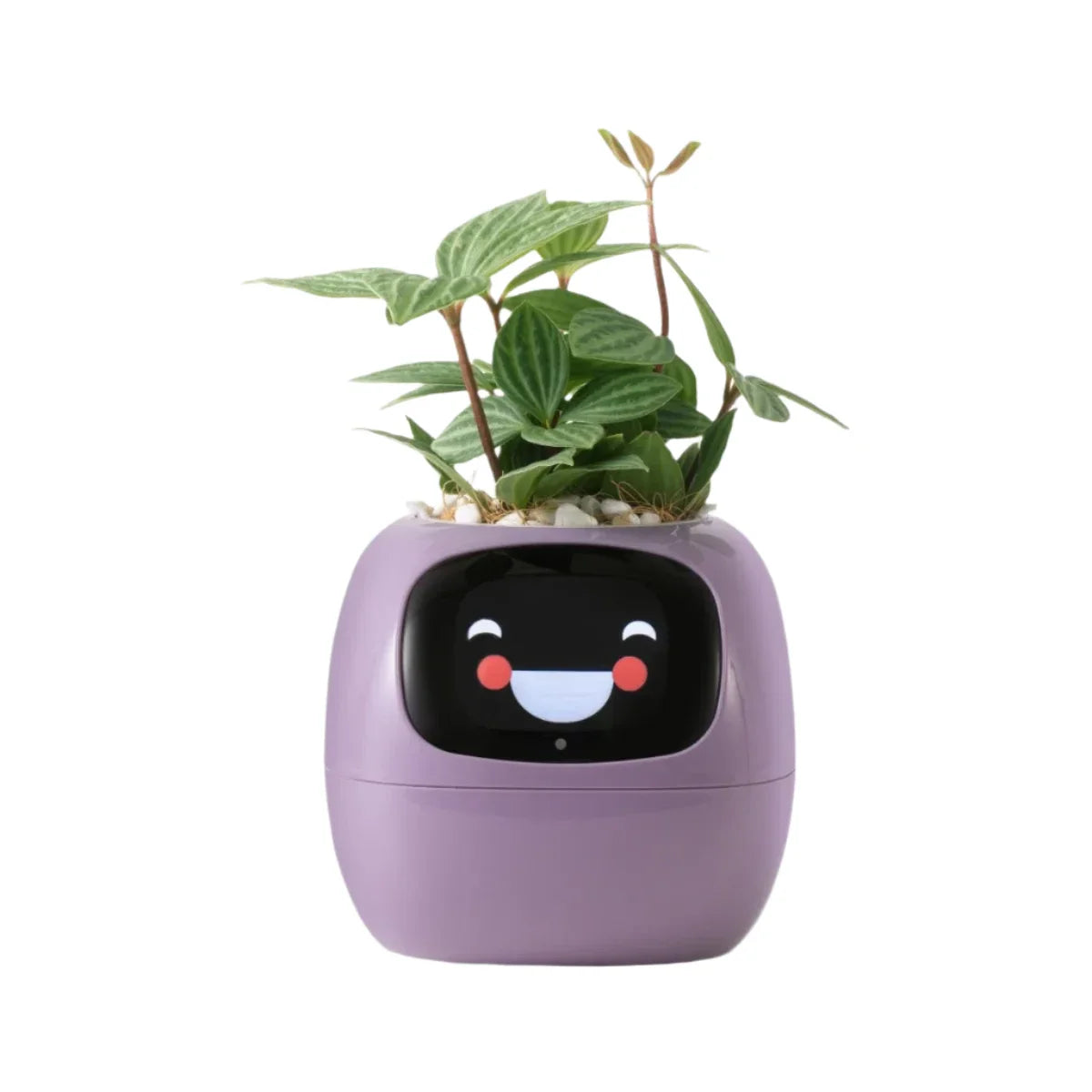 Ivy Self-Watering Smart Planter