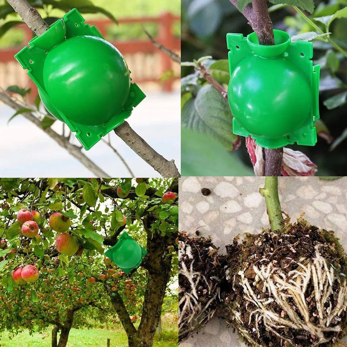 Plant Propagation Balls for Quick Cloning